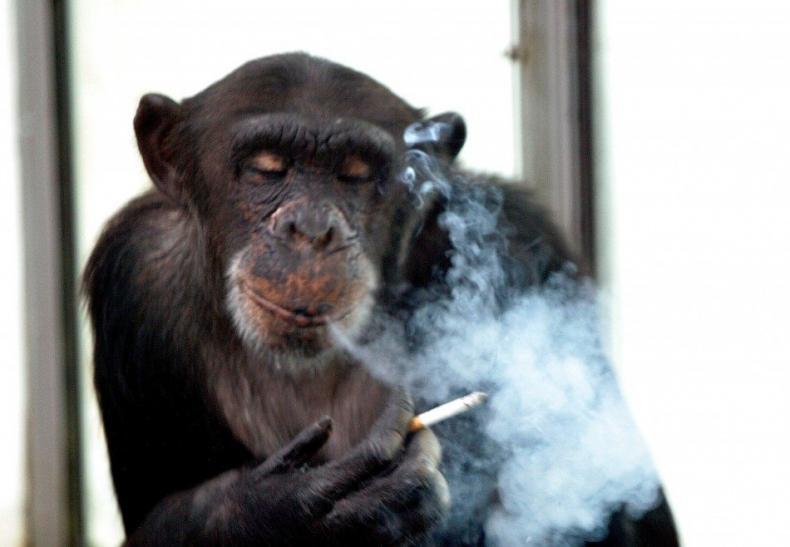 Alkohol a cigarety v mladém věku zabily casinového šimpanze Alkohol a cigarety zabily casinového šimpanze