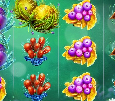 Fruitoids