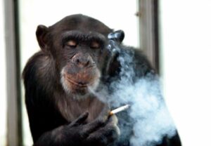 Alkohol a cigarety zabily casinového šimpanze