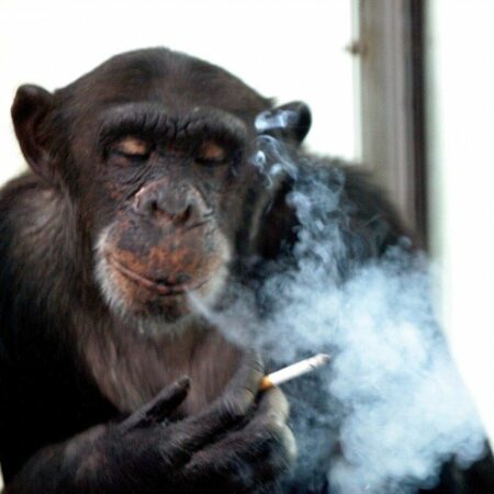 Alkohol a cigarety v mladém věku zabily casinového šimpanze