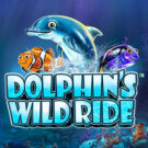 Dolphin’s Wild Ride