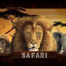 Safari