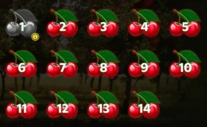 Sběr třešní přináší bonusy
