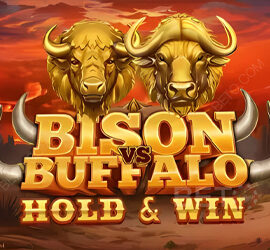 Bison vs Buffalo